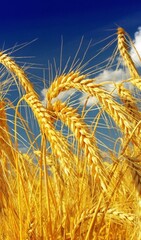 Цельнозерновая пшеничная жерновая из Органического зерна ТОНКОГО помола ( солнечного желтого оттенка) 1 кг