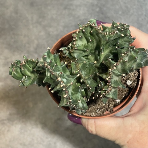 Эуфорбия Лактея Кристата d9