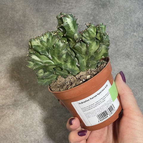 Эуфорбия Лактея Кристата d9