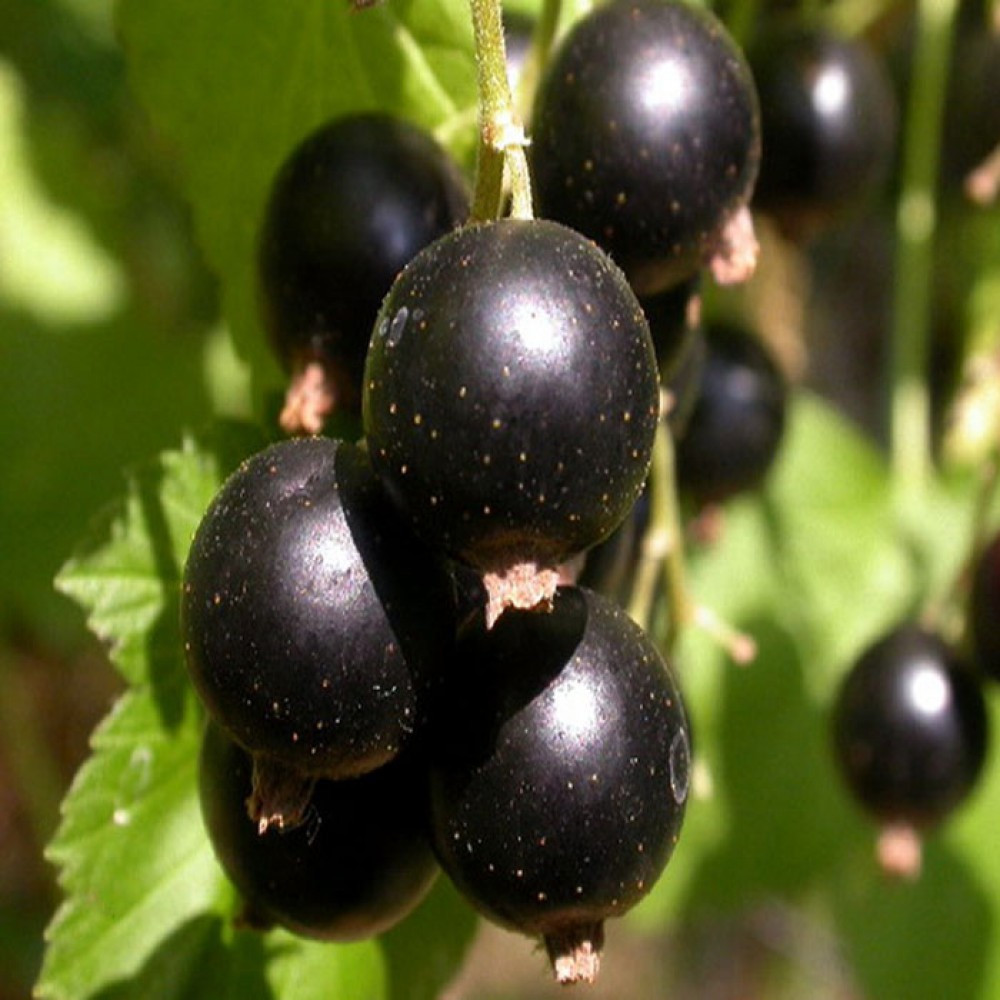 Крупная черная ягода. Смородина черная (ribes nigrum). Смородина черная Изумрудное ожерелье. Чёрная смородина сорт Бинар.