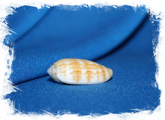 Птеригия кренулята (Pterygia crenulata)