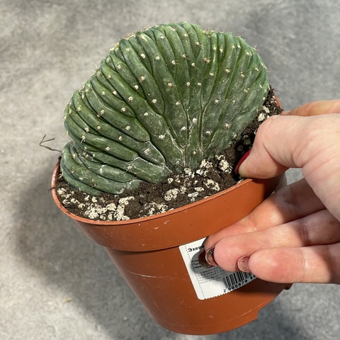 Трихоцереус Паханой Кристата Вариегата (2) d12