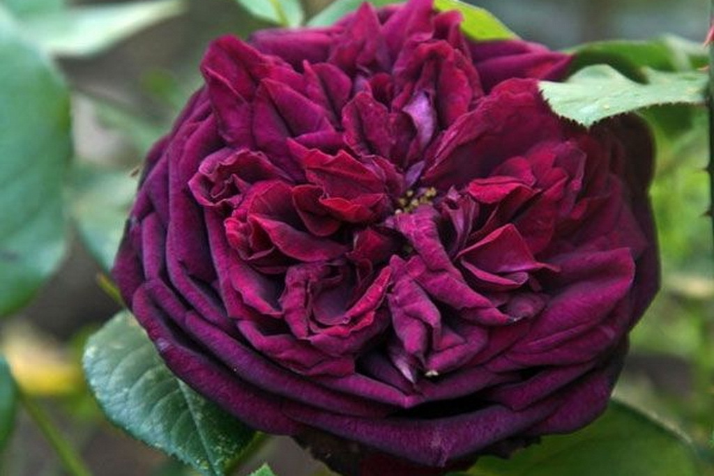 Rose the prince. Rose the prince. Розы остина зе принц. Rose the prince. Rose the prince.