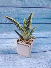 Aloe Variagata