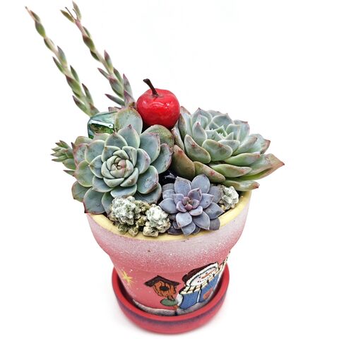 Композиция из живых суккулентов в праздничном горшке