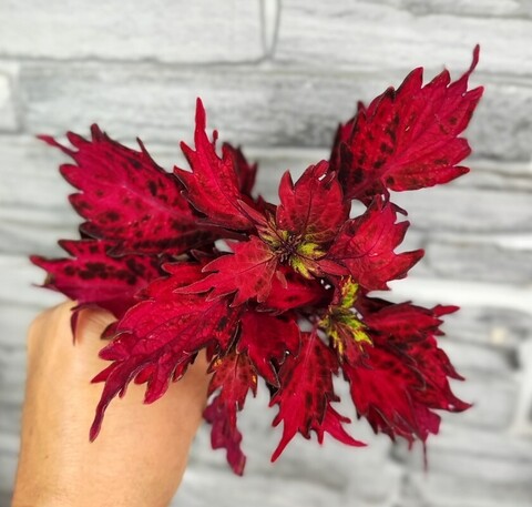 Красная планета АГ колеус КСР