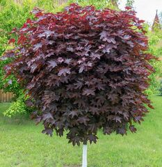 Клен остролистный Кримсон Кинг Глоб на штамбе РА 200