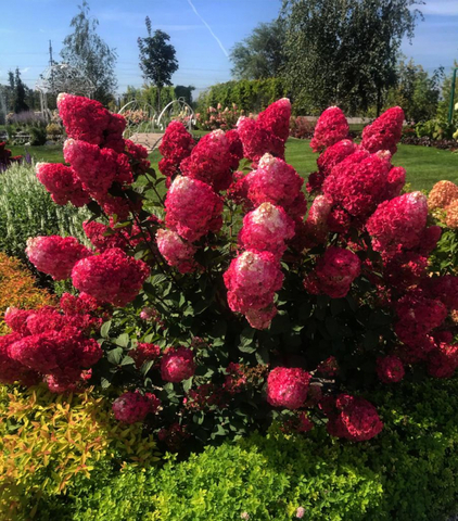 №30 Укорененный черенок Гортензия метельчатая САМАРСКАЯ ЛИДИЯ (ЗКС)