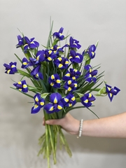 Букет 21 ирис в ленте
