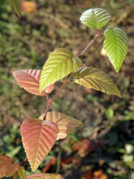 Семена Граб Турчанинова Carpinus turczaninowii