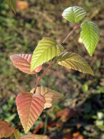 Teofrast Граб Турчанинова Carpinus turczaninowii