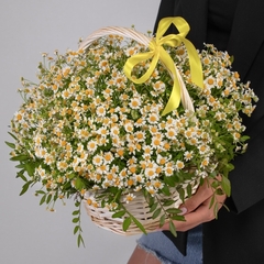 Корзина ромашек Tanacétum