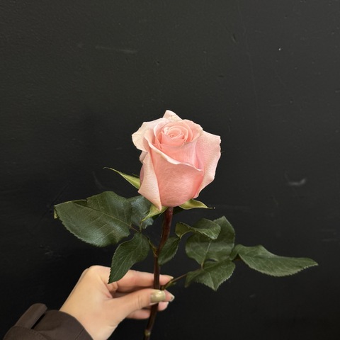 Роза Pink Mondial 50см