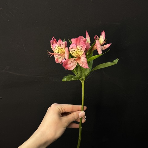 Альстромерия розовая 80 см | 1 шт