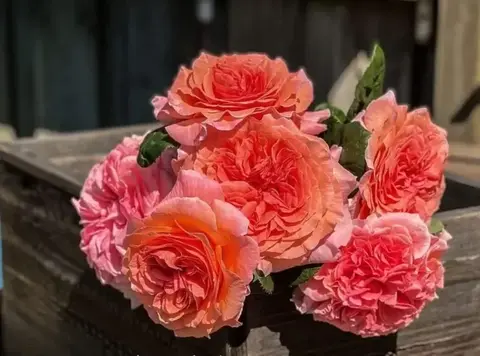 Амур де Молен( Amour de Molene)