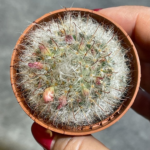 Маммиллярия Бокасана d5