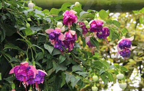 Фуксия Brokwood joy