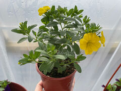 Калибрахоа Лиа Еллоу Импрувд