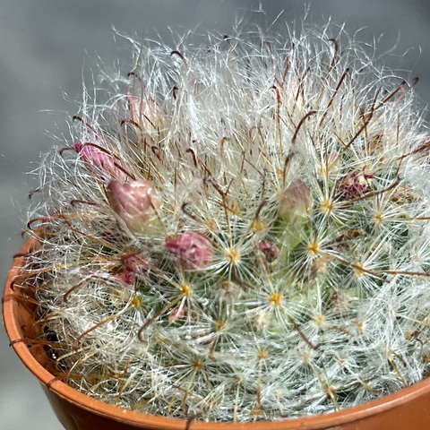 Маммиллярия Бокасана d5