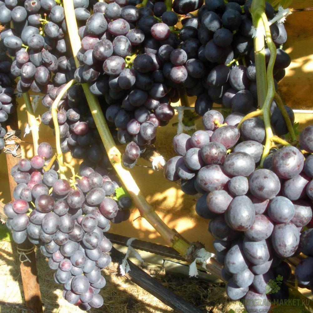 Виноград краса описание сорта. Краса никополя виноград описание. Сорт винограда платовский. Виноград краса никополя. Краса никополя.