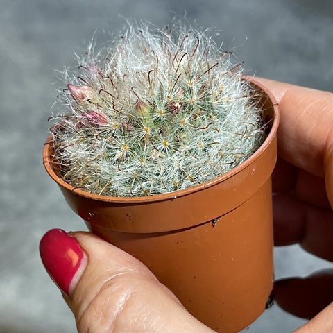 Маммиллярия Бокасана d5