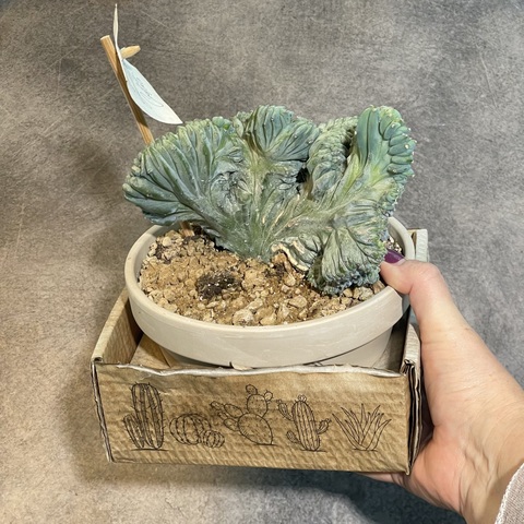 Миртиллокактус Геометризанс Кристата в керамике d15 (2)