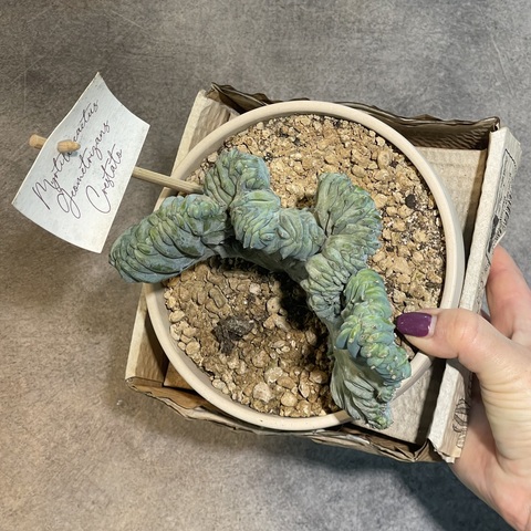 Миртиллокактус Геометризанс Кристата в керамике d15 (2)