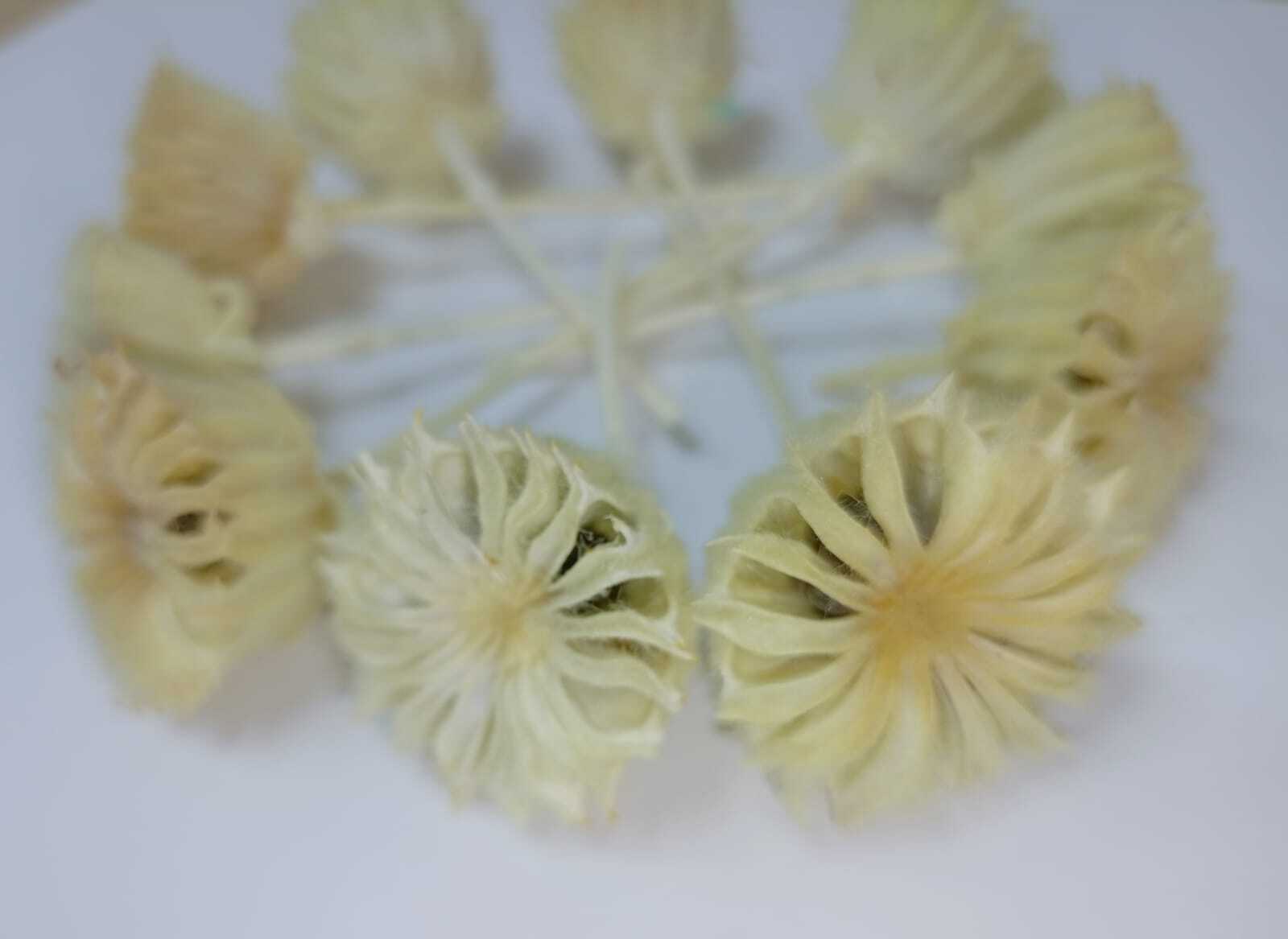 Канатник отбеленый коробочки 10 шт