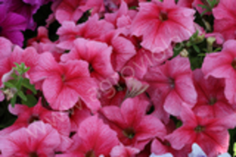 S60171 Петуния кустовая Grandiflora Prism sundae Strawberry Sundae  100 шт.