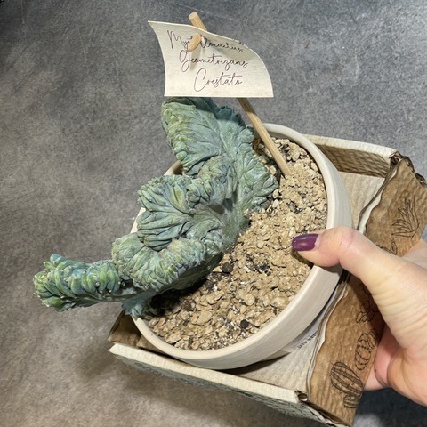 Миртиллокактус Геометризанс Кристата в керамике d15 (2)