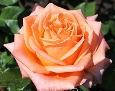 Роза чайно-гибридная Лоллипоп