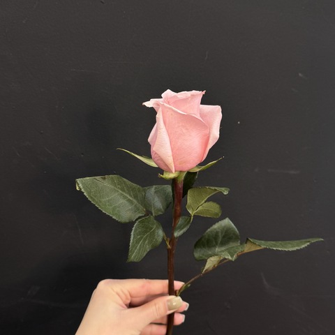 Роза Pink Mondial 50см