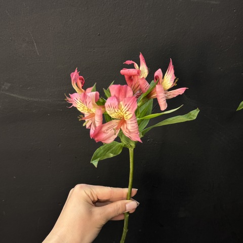 Альстромерия розовая 80 см | 1 шт