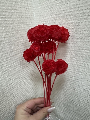 Скабиоза  стабилизированная Красная ( 10 шт в упаковке)