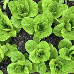 Салат Романо мини "О, Батат", 100 г