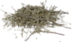 Лапчатка серебристая (Старослав)