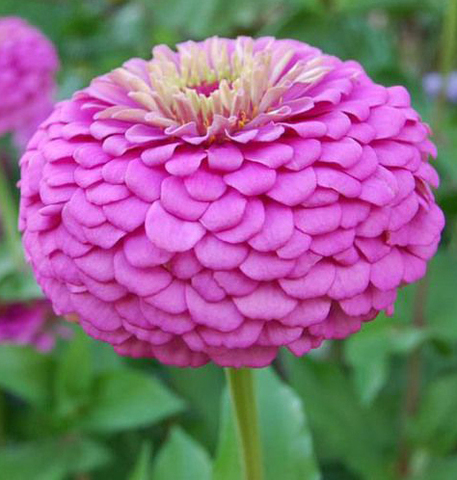S7103 Цинния Benary's Giant Lilac  5шт.