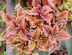 Чужой Грех TM колеус