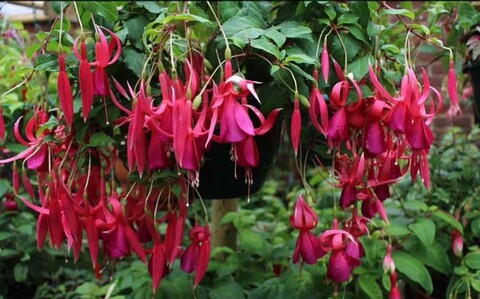 35104 Фуксия Red Spider (Весна 2026)