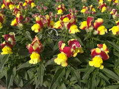 Львиный зев красно-желтый