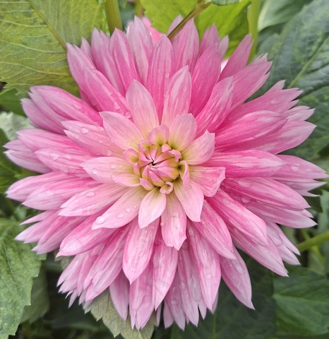 Георгин Гай Принцесс (Gay Princess)