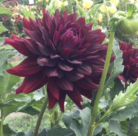 Георгин Холлихил блек бьюти(Hollyhill black beauty)