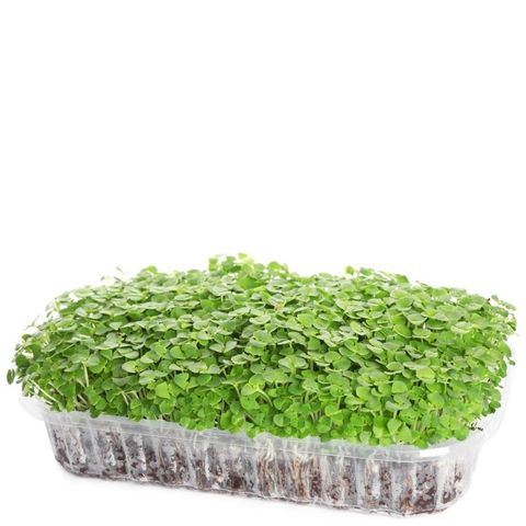 Семена для выращивания микрозелени Семко Рукола Рококо 10 г