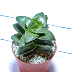 Crassula Springtime (Крассула)