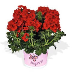 1581 Вербена EMPRESS FLAIR RED