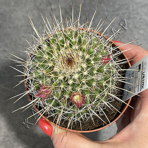 Маммиллярия Карвинского d8