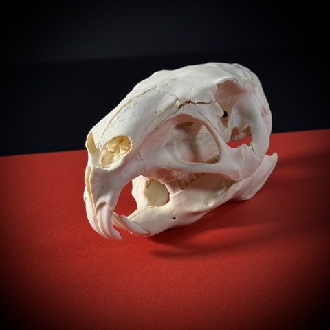 Череп капибары