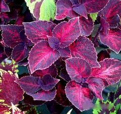 Красный закат UO колеус КСР