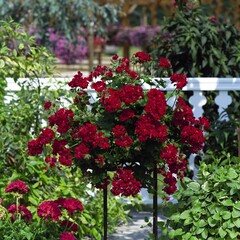 3121 Пеларгония плющелистная ATLANTIC RED  (Весна 2026)