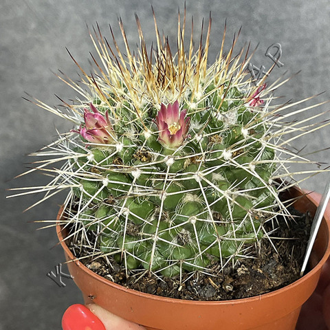 Маммиллярия Карвинского d8